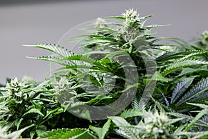 Marijuana bud