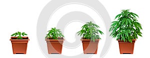 Marijuana growing phase