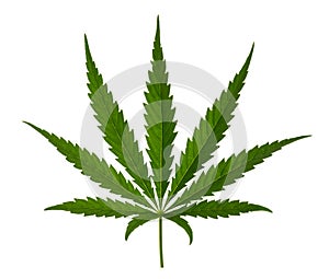 Marijuana leaf isolated on white without shadow