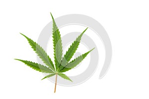 Marijuana leaf on white background isolated