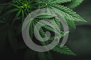 Marijuana leaves, cannabis on a dark background