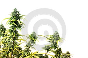 Marijuana plant