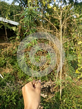 A Marijuana plant being hold by hand fully focused blurring the background.