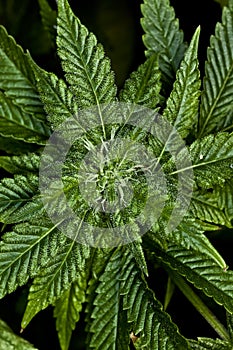 Marijuana Plant Fresh Grown Up Close