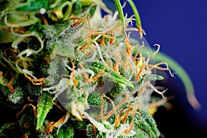 Marijuana Plant Macro Bud