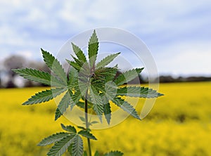 Marijuana plant at outdoor cannabis farm field.