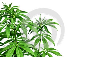 Marijuana plant on white background