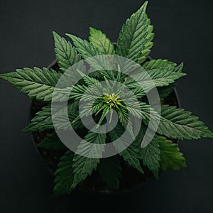 Marijuana in pot vegetation