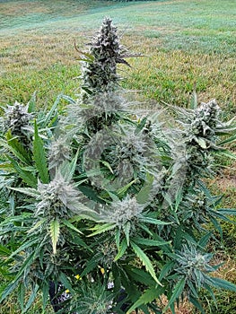 Marijuana ready to harvest bud plant