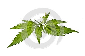 Marijuana stem with leaves