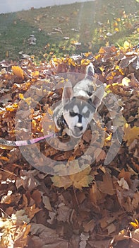 Marilyn in the leaves