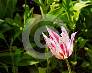 Marilyn sort pink white striped tulip. A sunny shallow depth of field photo with copy space good for cards, posters