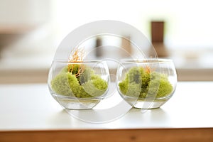 marimo moss balls in clear glass bowls