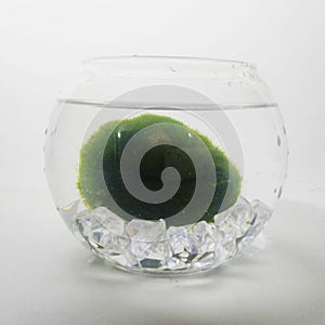 Marimo water plant