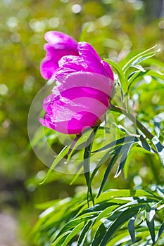 Marin root or peony (lat. Paeonia anomala )