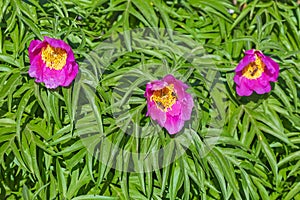 Marin root or peony lat. Paeonia anomala