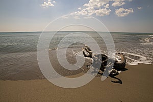 Marina di Alberese beach with driftwood on the right, Tuscany, Italy