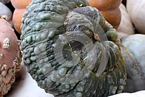 Marina Di Chioggia Squash, Cucurbita maxima