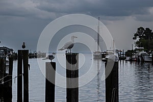 Marina on a stormy afternoon in the summer on Tilghman Island. Working boast in the background and seagulls in the foreground.