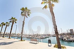 Marina with yachts in Alicante, Spain, Mediterranean sea. Empty bench and palm trees, sunny day