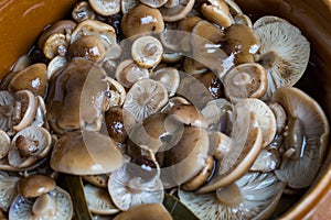 Marinated honey fungus in brown bowl on wooden table.