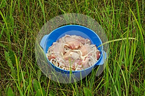 Marinated meat for barbecue outdoors