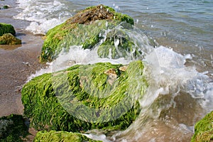 Marine algae