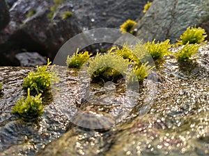 Marine algae at Uvari Beach