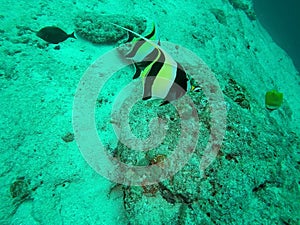 Marine Angel Fish swimming in the depth at Dish Head Dive Site, Maldives