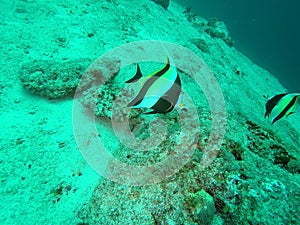 Marine Angel Fish swimming in the depth at Dish Head Dive Site, Maldives