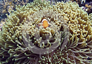 Marine animal Clownfish and sea anemones