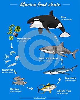 Marine animals Food chain