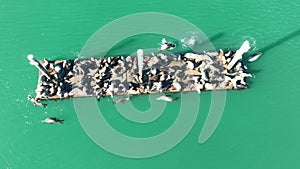 Marine Animals at Morro Bay in California United States.