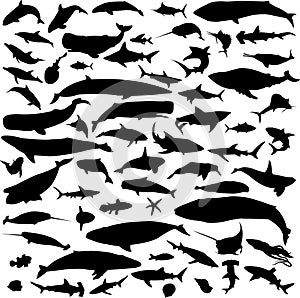 Marine animals silhouette contour