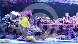 Marine aquarium with coral reefs and fishes Euphyllia torch