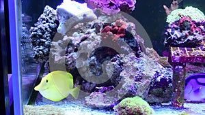 Marine aquarium with coral reefs and fishes Euphyllia torch