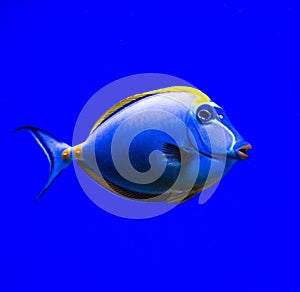 Marine aquarium fish Naso lituratus on a blue background