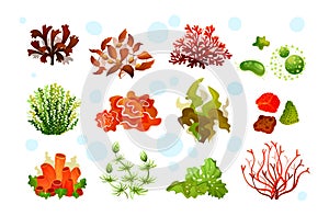 Marine aquarium flora, coral reef underwater seaweeds, ocean plants