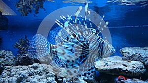 Marine aquarium - male lion fish