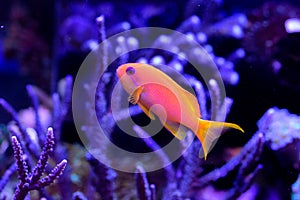 Marine aquarium in pet shop with anemone, fishes, corals and crayfishes.