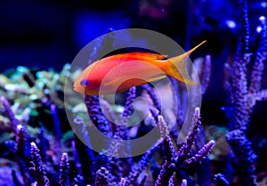 Marine aquarium in pet shop with anemone, fishes, corals and crayfishes.