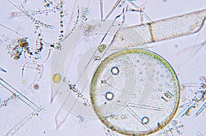 Marine aquatic plankton under microscope view