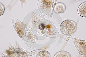 Marine aquatic plankton under microscope view