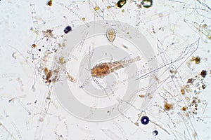 Marine aquatic plankton under microscope view