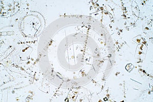 Marine aquatic plankton under microscope view