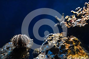 The marine background is a classic blue. Sea urchin among the corals