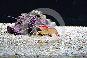 Marine background with small shrimp walking on the sea bottom. Sea and ocean life backdrop with blue water. Underwater