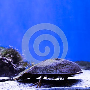 Marine background of xiphosura or horseshoe crab with copy space for text