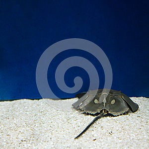 Marine background of xiphosura or horseshoe crab with copy space for text