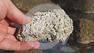 Marine biologist analyzing tropical seashore organism